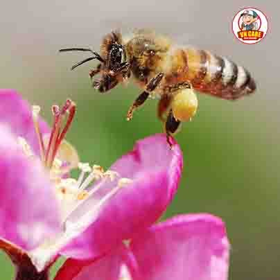 Honey Bee Control